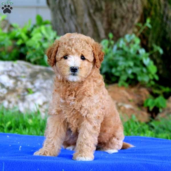 Fancy, Mini Goldendoodle Puppy