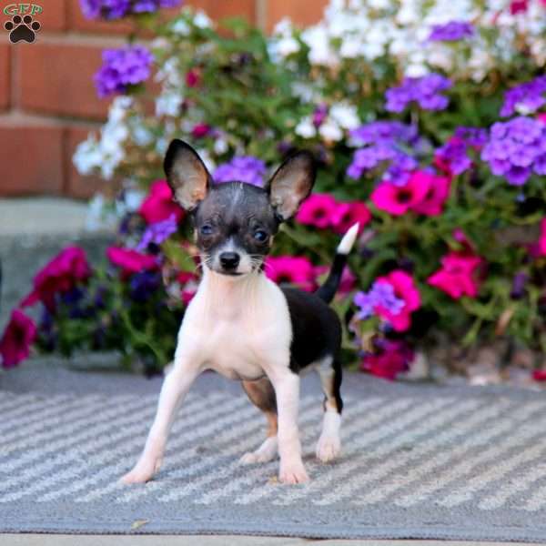 Fancy, Chihuahua Puppy