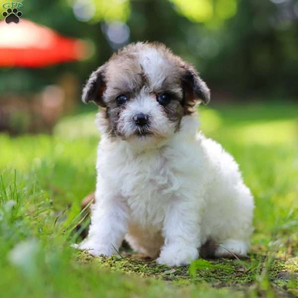 Fanny, Miniature Poodle Puppy