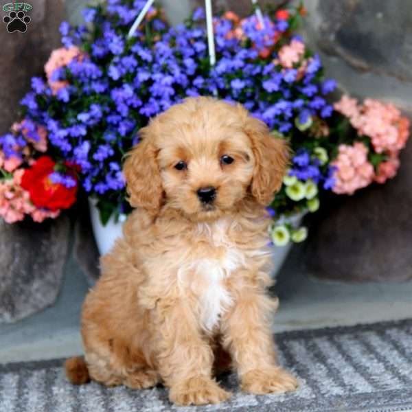 Farah, Cavapoo Puppy