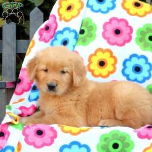 Farris, Golden Retriever Puppy
