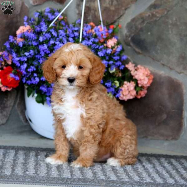 Faye, Cavapoo Puppy