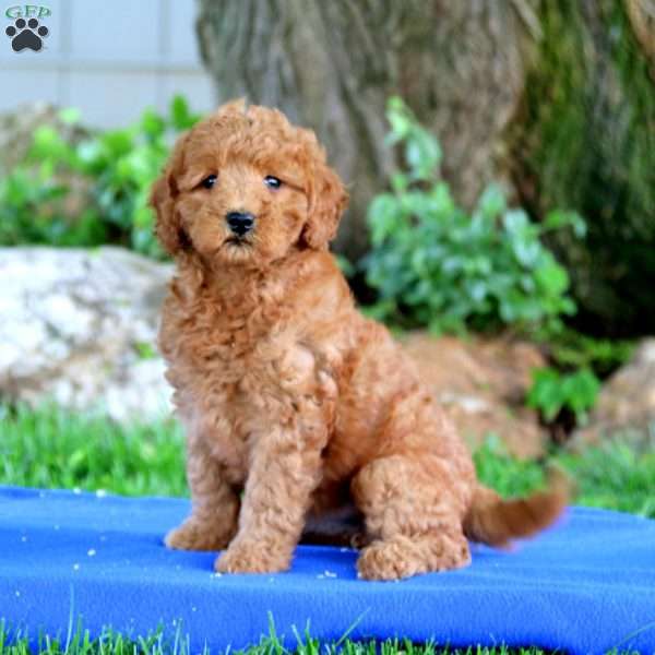 Felicia, Mini Goldendoodle Puppy