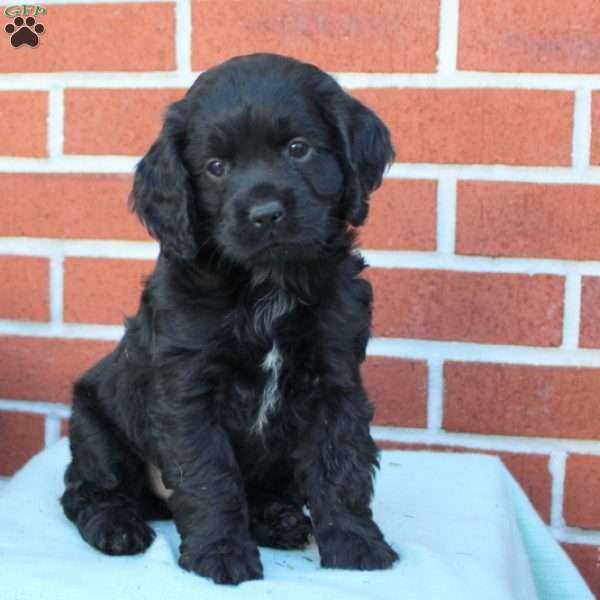 Felix, Cocker Spaniel Puppy