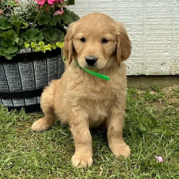 Felix, Golden Retriever Puppy