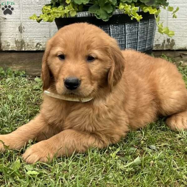 Fido, Golden Retriever Puppy