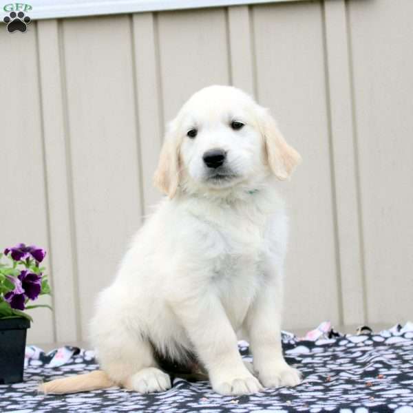 Finn, English Cream Golden Retriever Puppy