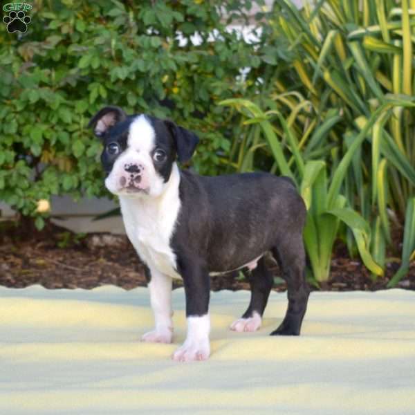 Finn, Boston Terrier Puppy