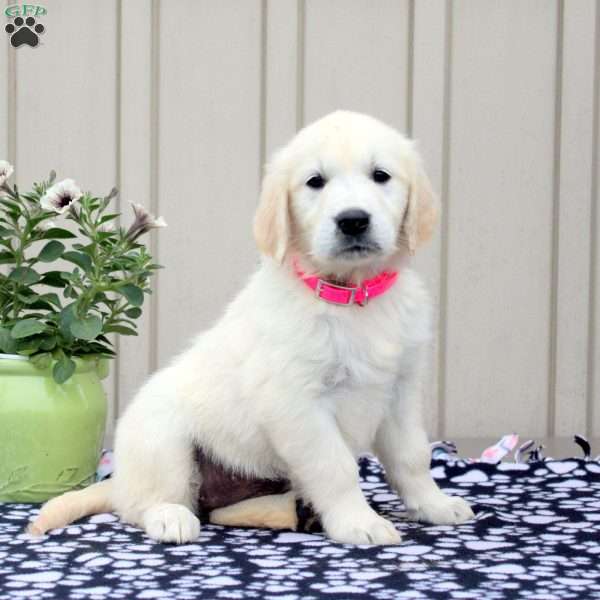 Fiona, English Cream Golden Retriever Puppy