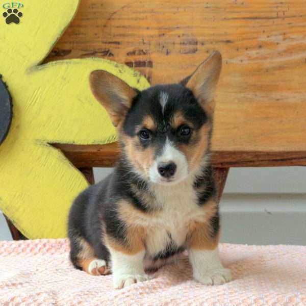 Fiona, Pembroke Welsh Corgi Puppy