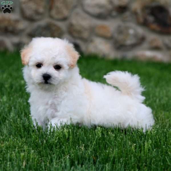 Flash, Bichon Frise Puppy