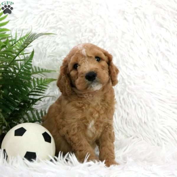 Flash, Mini Goldendoodle Puppy