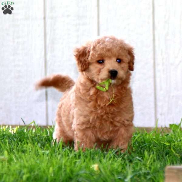 Flicker, Mini Goldendoodle Puppy