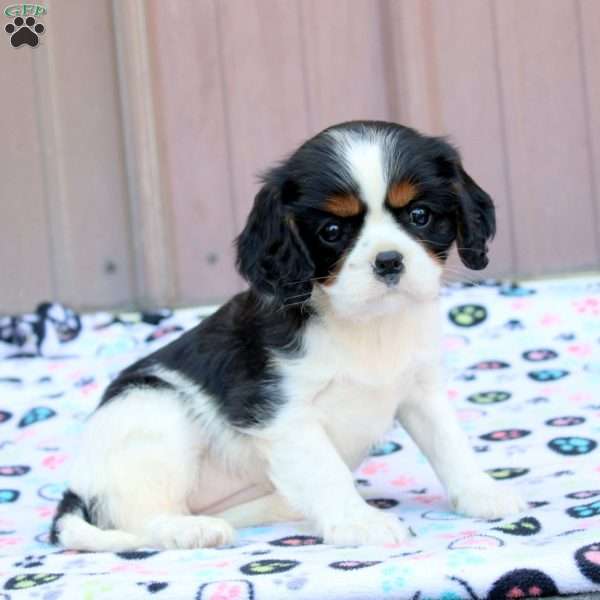 Flora, Cavalier King Charles Spaniel Puppy