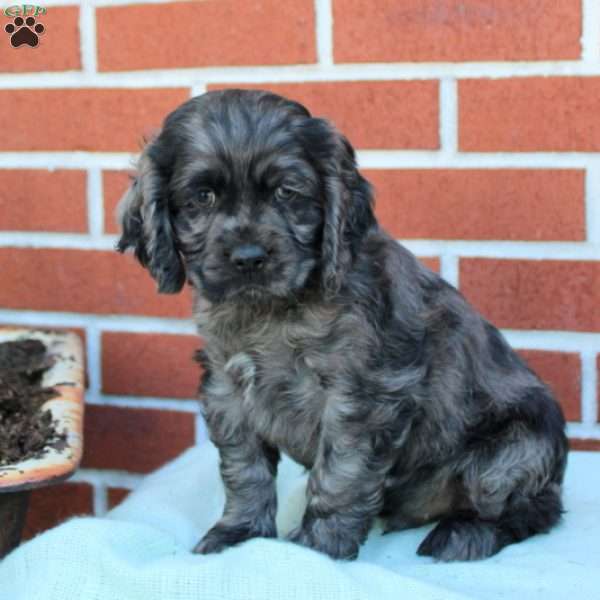 Flyer, Cocker Spaniel Puppy