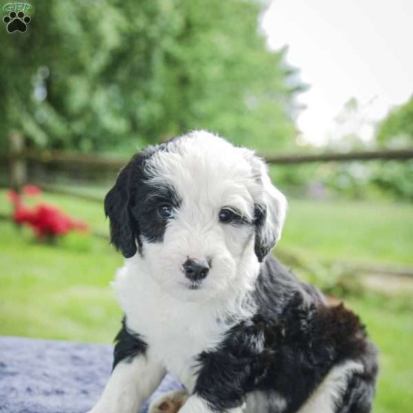 Ford f1 Petite, Sheepadoodle Puppy