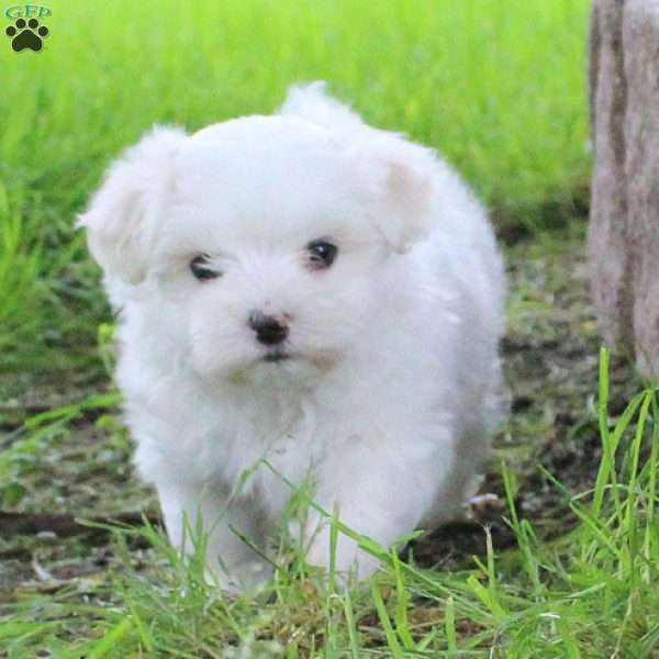 Francis, Maltese Puppy