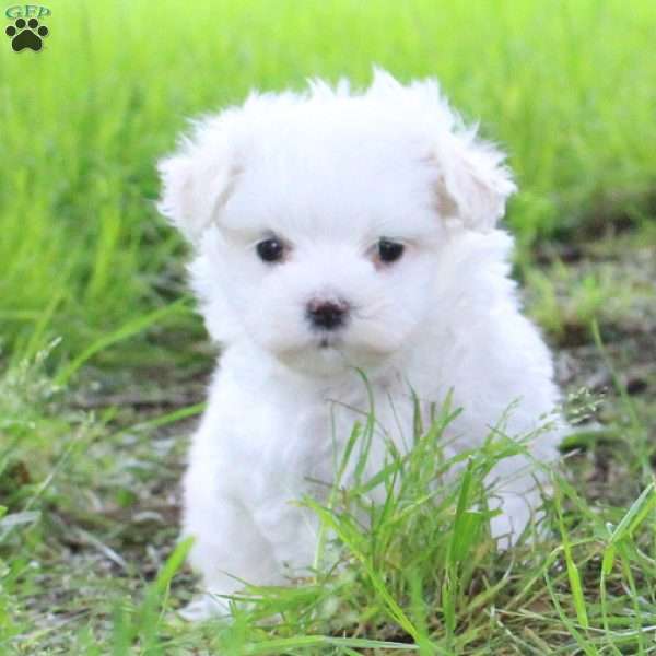 Frank, Maltese Puppy