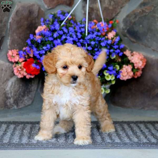 Franklin, Cavapoo Puppy