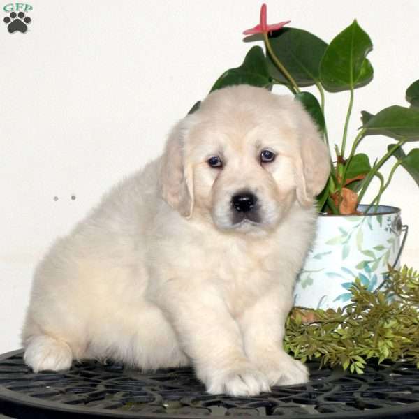Franky, English Cream Golden Retriever Puppy