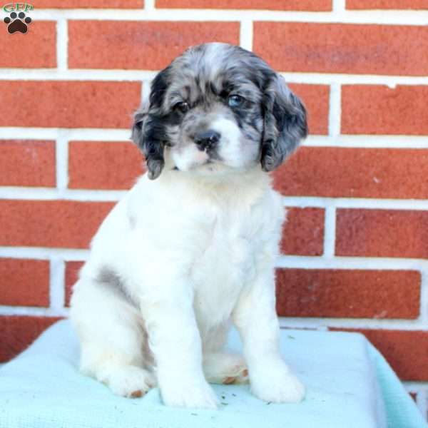 Fred, Cocker Spaniel Puppy