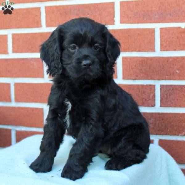 Freya, Cocker Spaniel Puppy