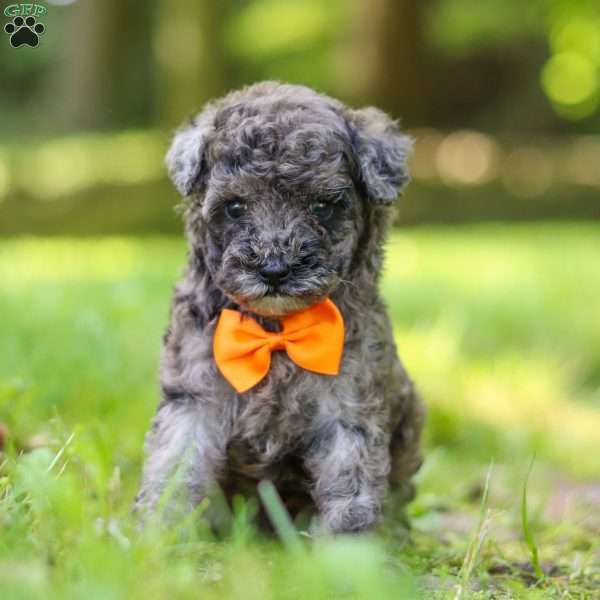 Frill, Miniature Poodle Puppy