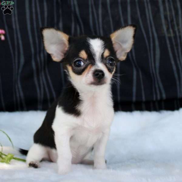 Frisky, Chihuahua Puppy