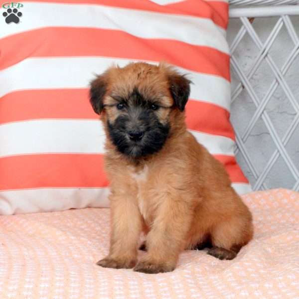 Gabby, Soft Coated Wheaten Terrier Puppy