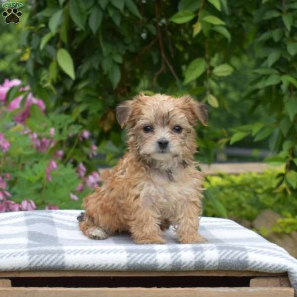 Gabby, Yorkie-Chon Puppy