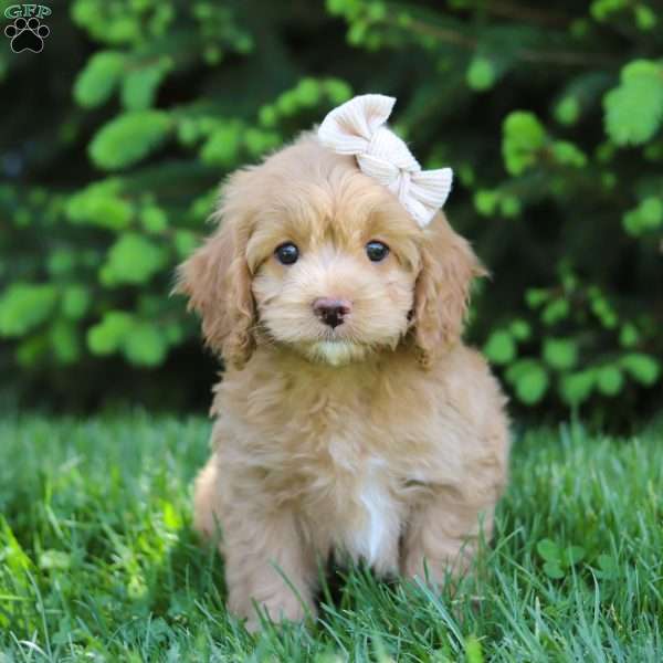 Gabby, Cockapoo Puppy