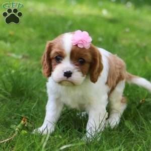 Gail, Cavalier King Charles Spaniel Puppy
