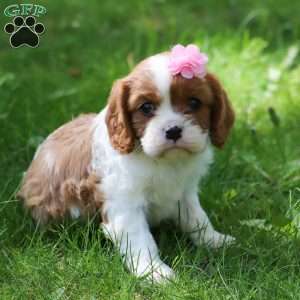 Gail, Cavalier King Charles Spaniel Puppy
