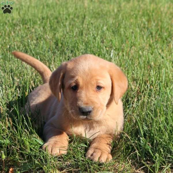 Gavin, Fox Red Labrador Retriever Puppy