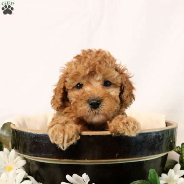 Gavin, Cavapoo Puppy