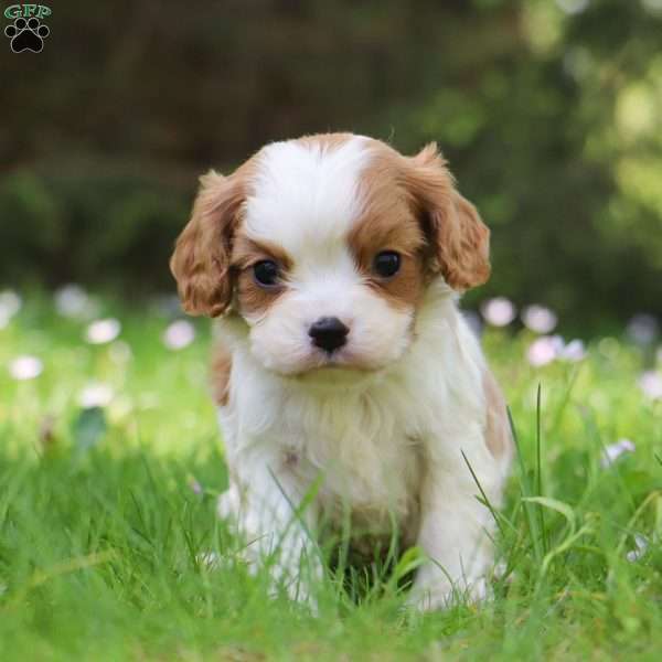 Gaylord, Cavalier King Charles Spaniel Puppy