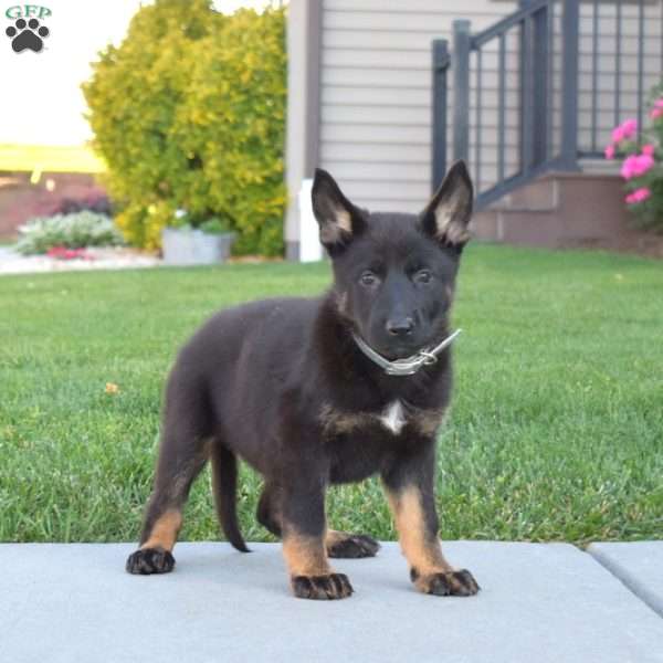 Gemma, German Shepherd Puppy