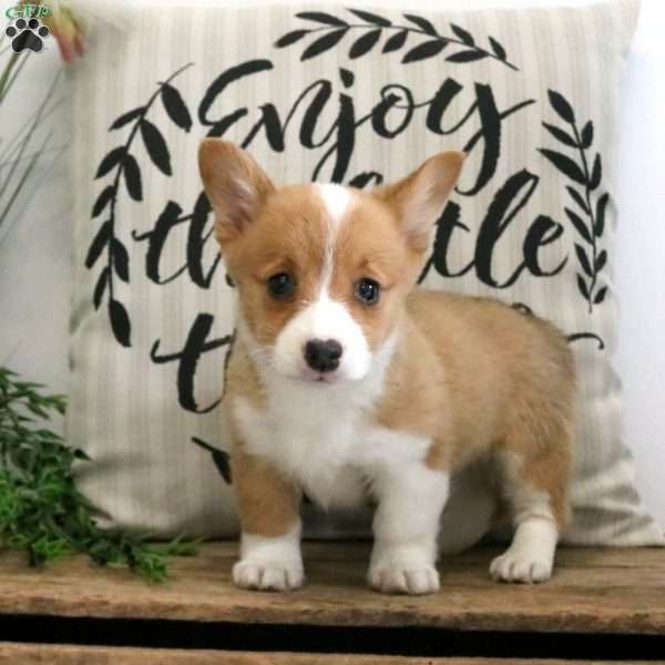 Gemma, Pembroke Welsh Corgi Puppy