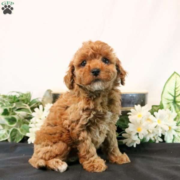 Gemma, Cavapoo Puppy