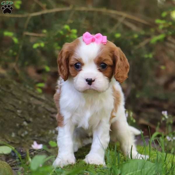 Gemmy, Cavalier King Charles Spaniel Puppy