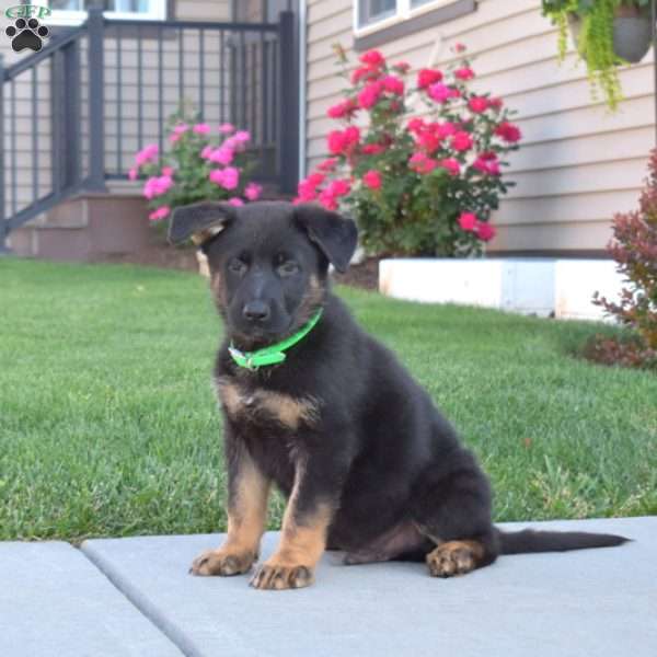 Geo, German Shepherd Puppy