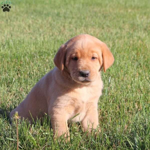 Geo, Fox Red Labrador Retriever Puppy