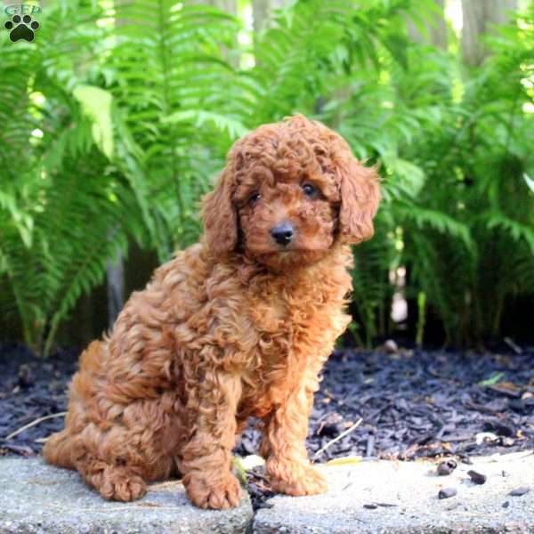 George, Miniature Poodle Puppy