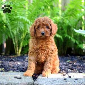 George, Miniature Poodle Puppy