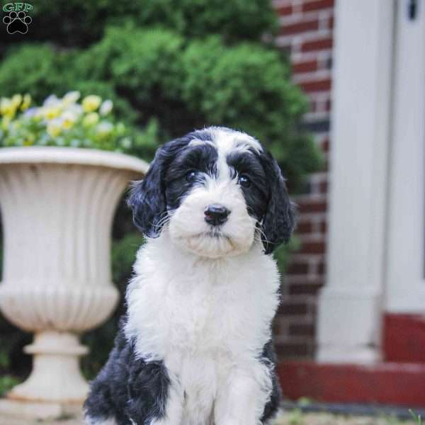 Georgia  f1 Petite, Sheepadoodle Puppy