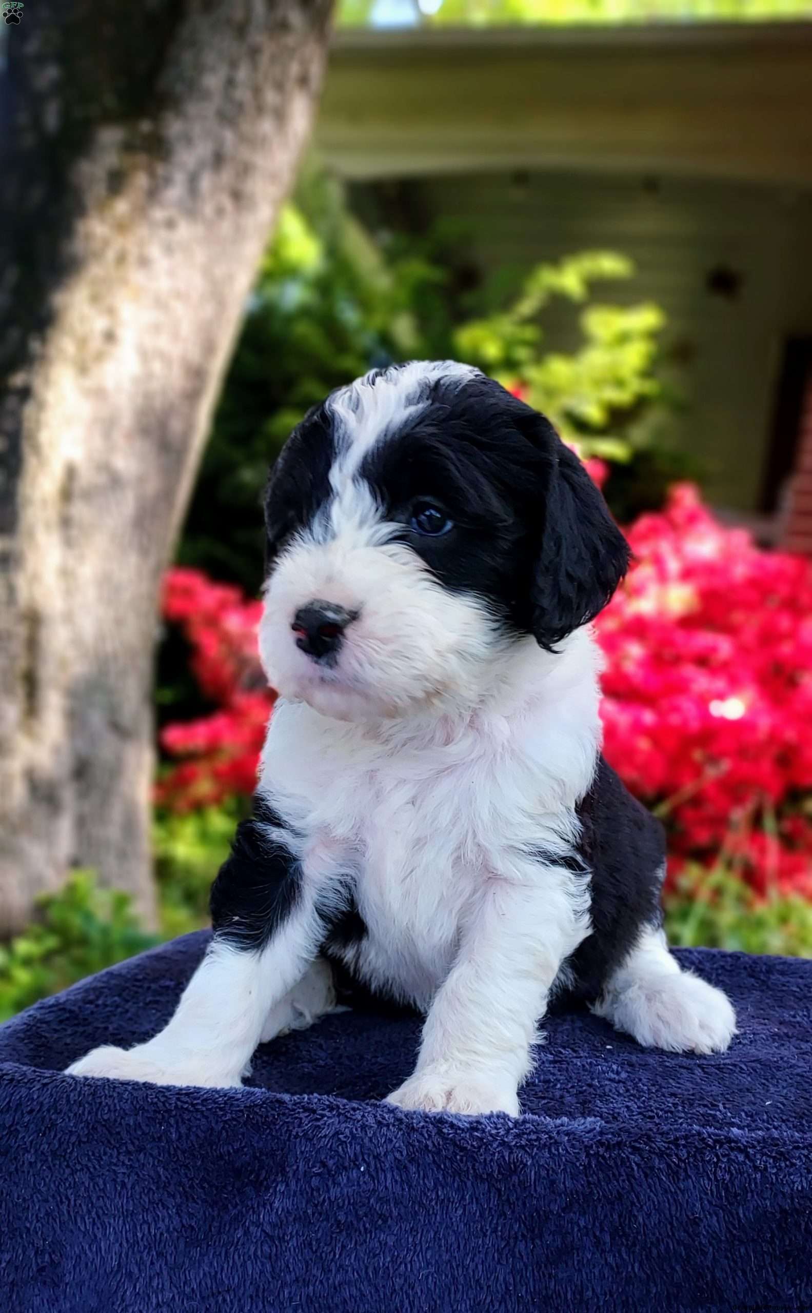 Georgia f1 Petite - Sheepadoodle Puppy For Sale in Pennsylvania