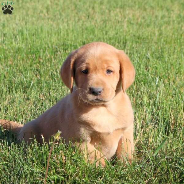 Georgie, Fox Red Labrador Retriever Puppy