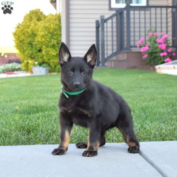 Gia, German Shepherd Puppy