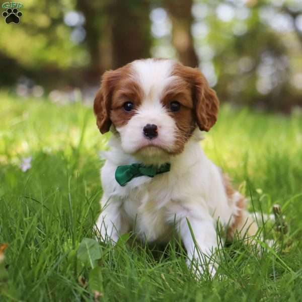 Gidion, Cavalier King Charles Spaniel Puppy