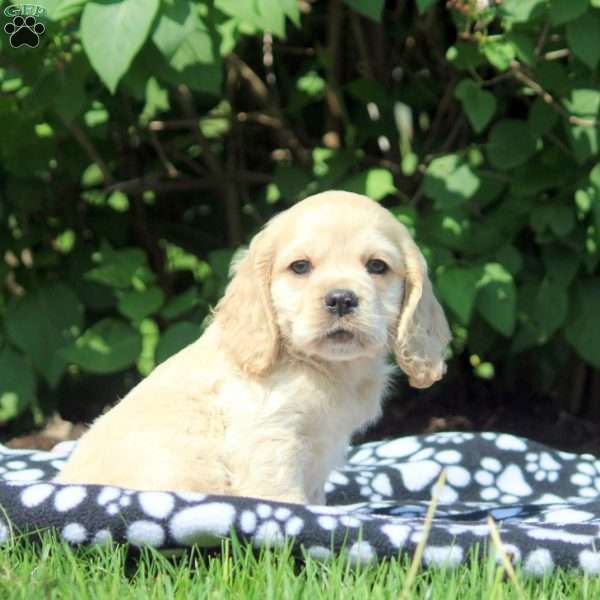 Gigi, Cocker Spaniel Puppy